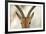 Alert Gazelle-Staffan Widstrand-Framed Giclee Print