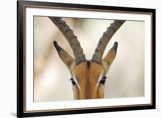 Alert Gazelle-Staffan Widstrand-Framed Giclee Print