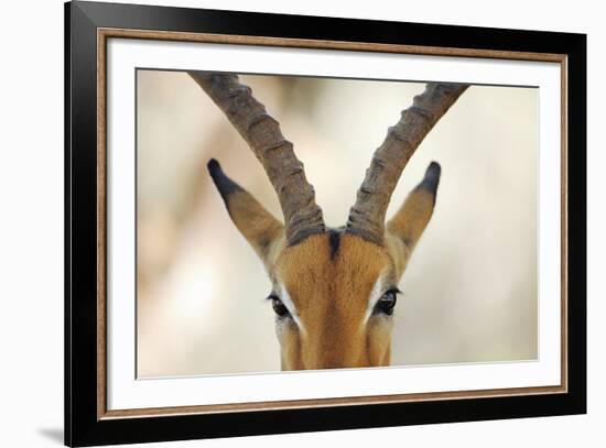 Alert Gazelle-Staffan Widstrand-Framed Giclee Print