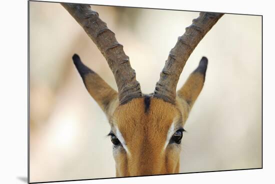 Alert Gazelle-Staffan Widstrand-Mounted Giclee Print