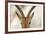 Alert Gazelle-Staffan Widstrand-Framed Giclee Print