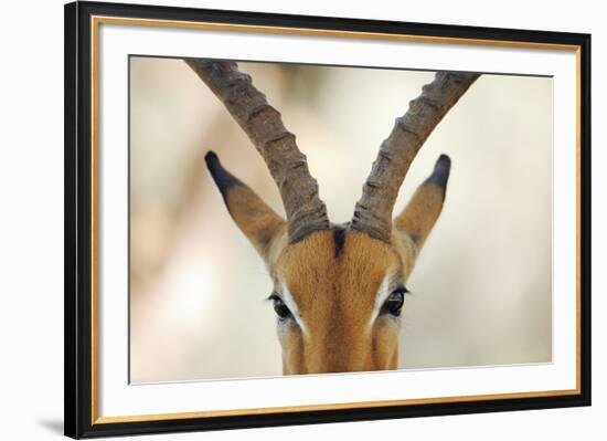 Alert Gazelle-Staffan Widstrand-Framed Giclee Print