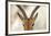 Alert Gazelle-Staffan Widstrand-Framed Giclee Print