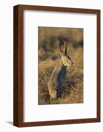 Alert Jackrabbit-DLILLC-Framed Photographic Print