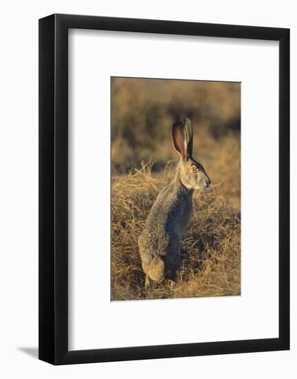 Alert Jackrabbit-DLILLC-Framed Photographic Print