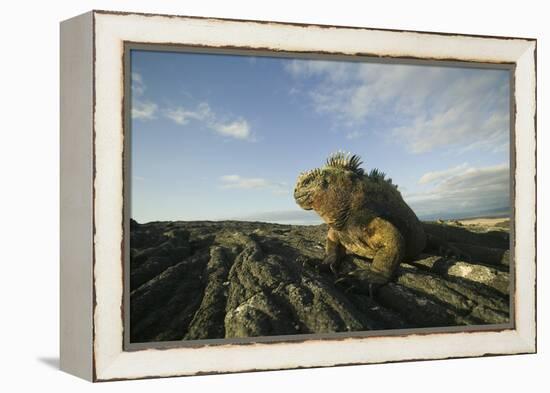 Alert Marine Iguana atop a Rock-DLILLC-Framed Premier Image Canvas