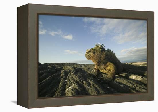 Alert Marine Iguana atop a Rock-DLILLC-Framed Premier Image Canvas