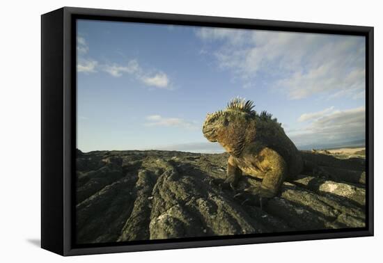 Alert Marine Iguana atop a Rock-DLILLC-Framed Premier Image Canvas