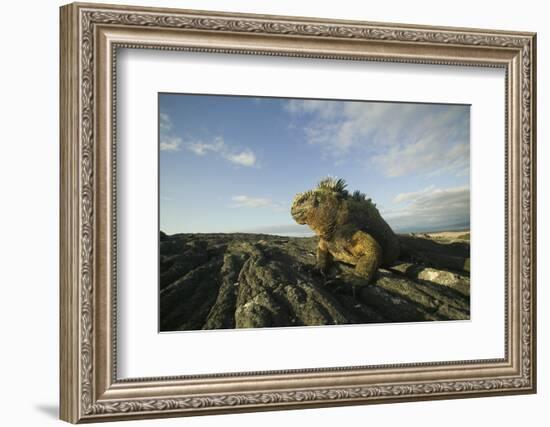 Alert Marine Iguana atop a Rock-DLILLC-Framed Photographic Print