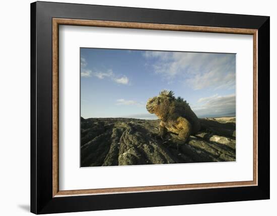 Alert Marine Iguana atop a Rock-DLILLC-Framed Photographic Print