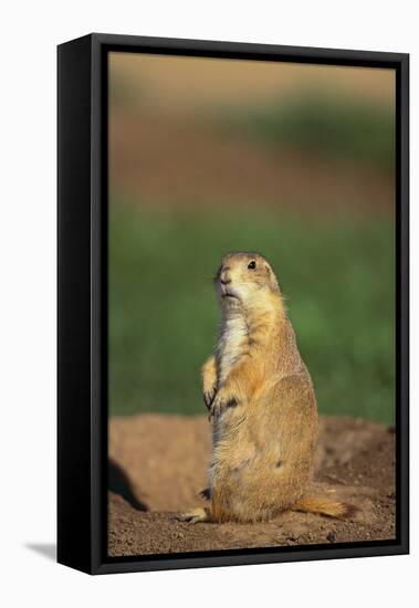 Alert Prairie Dog-DLILLC-Framed Premier Image Canvas