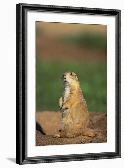 Alert Prairie Dog-DLILLC-Framed Photographic Print