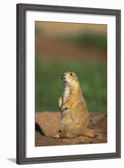 Alert Prairie Dog-DLILLC-Framed Photographic Print