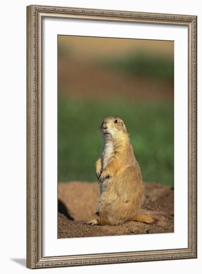 Alert Prairie Dog-DLILLC-Framed Photographic Print