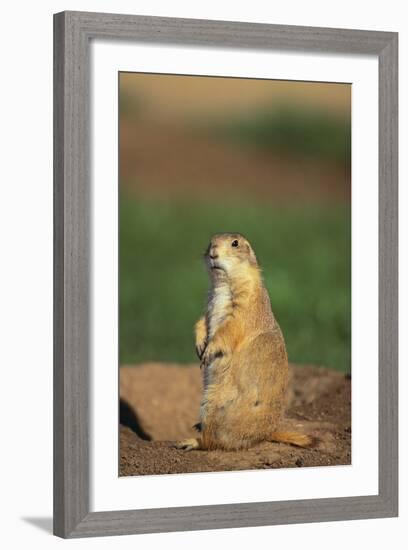 Alert Prairie Dog-DLILLC-Framed Photographic Print