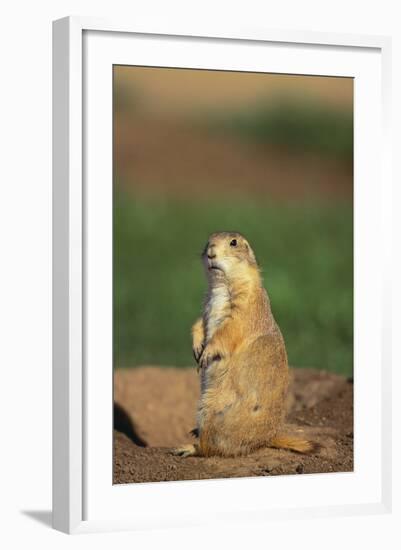 Alert Prairie Dog-DLILLC-Framed Photographic Print