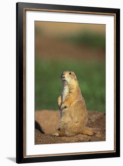 Alert Prairie Dog-DLILLC-Framed Photographic Print