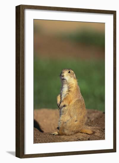 Alert Prairie Dog-DLILLC-Framed Photographic Print