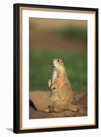 Alert Prairie Dog-DLILLC-Framed Photographic Print