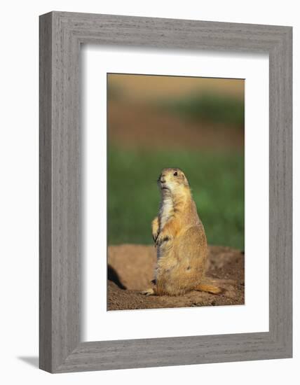 Alert Prairie Dog-DLILLC-Framed Photographic Print