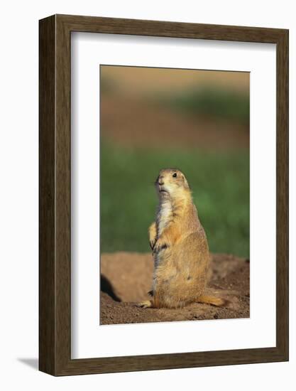 Alert Prairie Dog-DLILLC-Framed Photographic Print