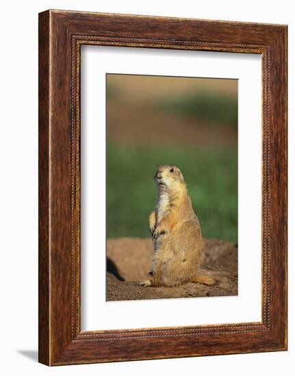 Alert Prairie Dog-DLILLC-Framed Photographic Print