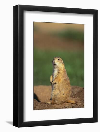 Alert Prairie Dog-DLILLC-Framed Photographic Print