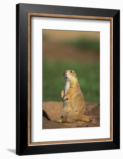 Alert Prairie Dog-DLILLC-Framed Photographic Print