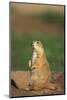 Alert Prairie Dog-DLILLC-Mounted Photographic Print