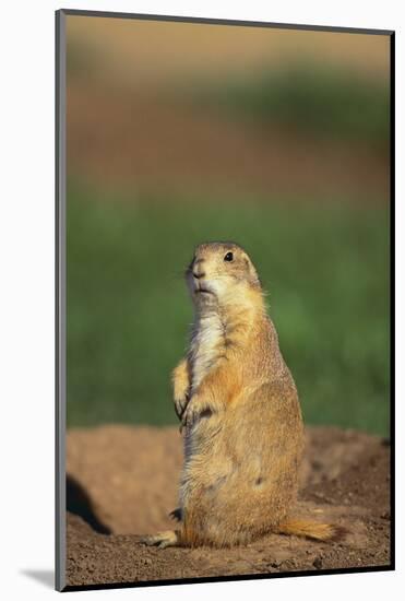 Alert Prairie Dog-DLILLC-Mounted Photographic Print