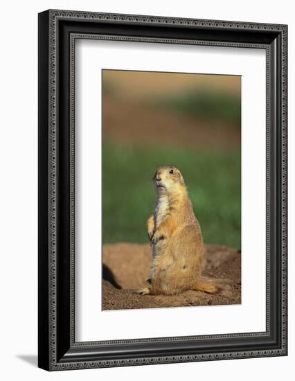 Alert Prairie Dog-DLILLC-Framed Photographic Print