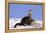 Alert River Otter-DLILLC-Framed Premier Image Canvas