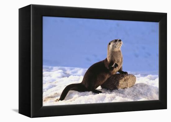 Alert River Otter-DLILLC-Framed Premier Image Canvas