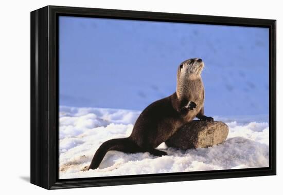 Alert River Otter-DLILLC-Framed Premier Image Canvas