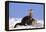 Alert River Otter-DLILLC-Framed Premier Image Canvas