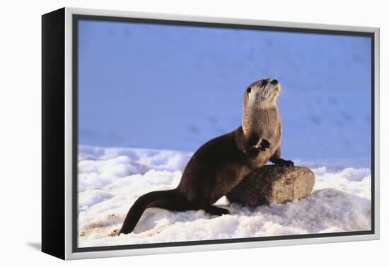 Alert River Otter-DLILLC-Framed Premier Image Canvas