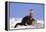 Alert River Otter-DLILLC-Framed Premier Image Canvas