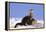 Alert River Otter-DLILLC-Framed Premier Image Canvas