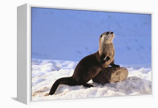 Alert River Otter-DLILLC-Framed Premier Image Canvas