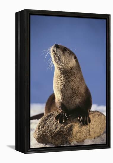 Alert River Otter-DLILLC-Framed Premier Image Canvas