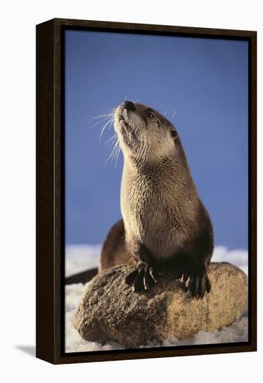Alert River Otter-DLILLC-Framed Premier Image Canvas
