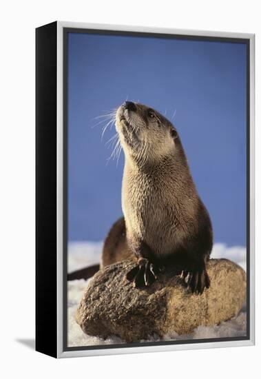 Alert River Otter-DLILLC-Framed Premier Image Canvas