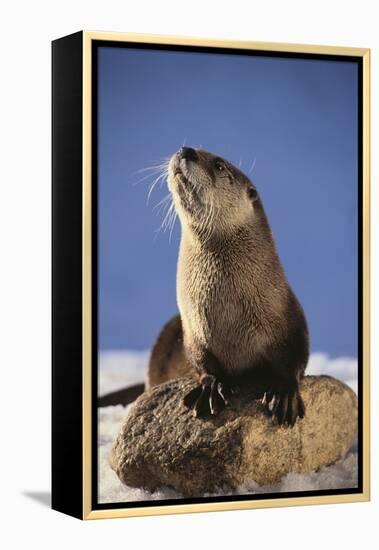 Alert River Otter-DLILLC-Framed Premier Image Canvas