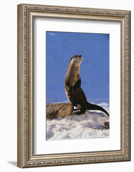 Alert River Otter-DLILLC-Framed Photographic Print