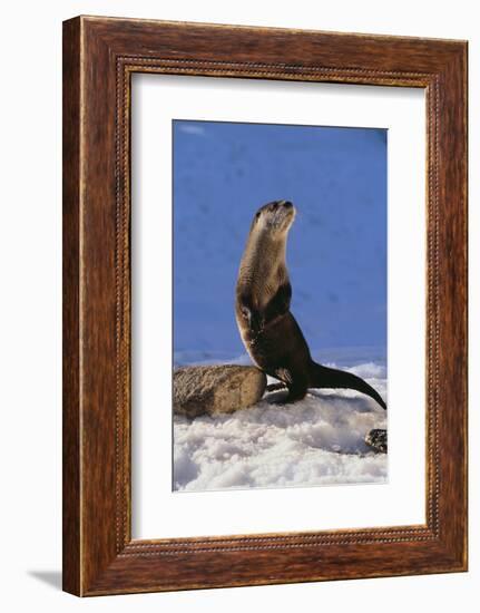 Alert River Otter-DLILLC-Framed Photographic Print