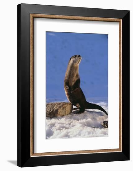 Alert River Otter-DLILLC-Framed Photographic Print