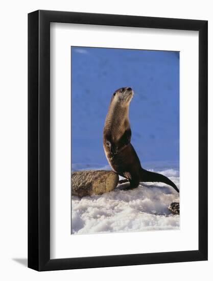 Alert River Otter-DLILLC-Framed Photographic Print