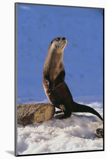 Alert River Otter-DLILLC-Mounted Photographic Print