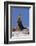 Alert River Otter-DLILLC-Framed Photographic Print