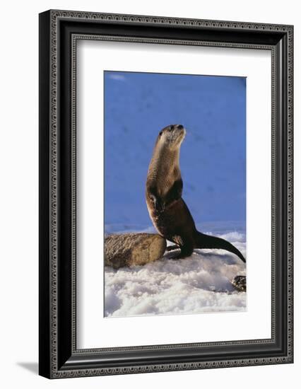 Alert River Otter-DLILLC-Framed Photographic Print